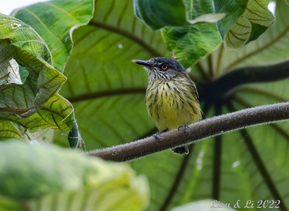 Spotted Tody-Flycatcher - ML490364111