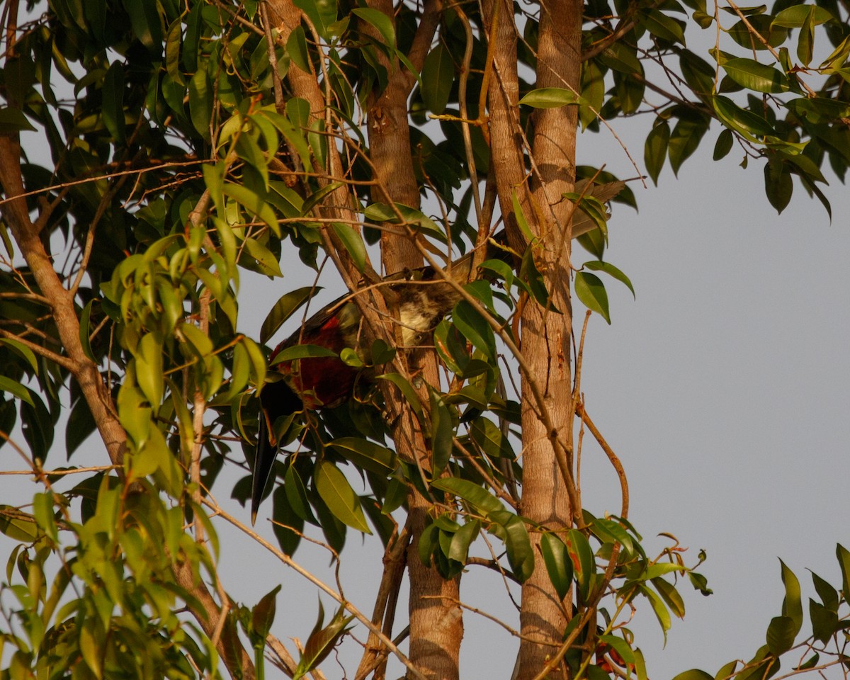 Red-necked Aracari (Western) - Silvia Faustino Linhares