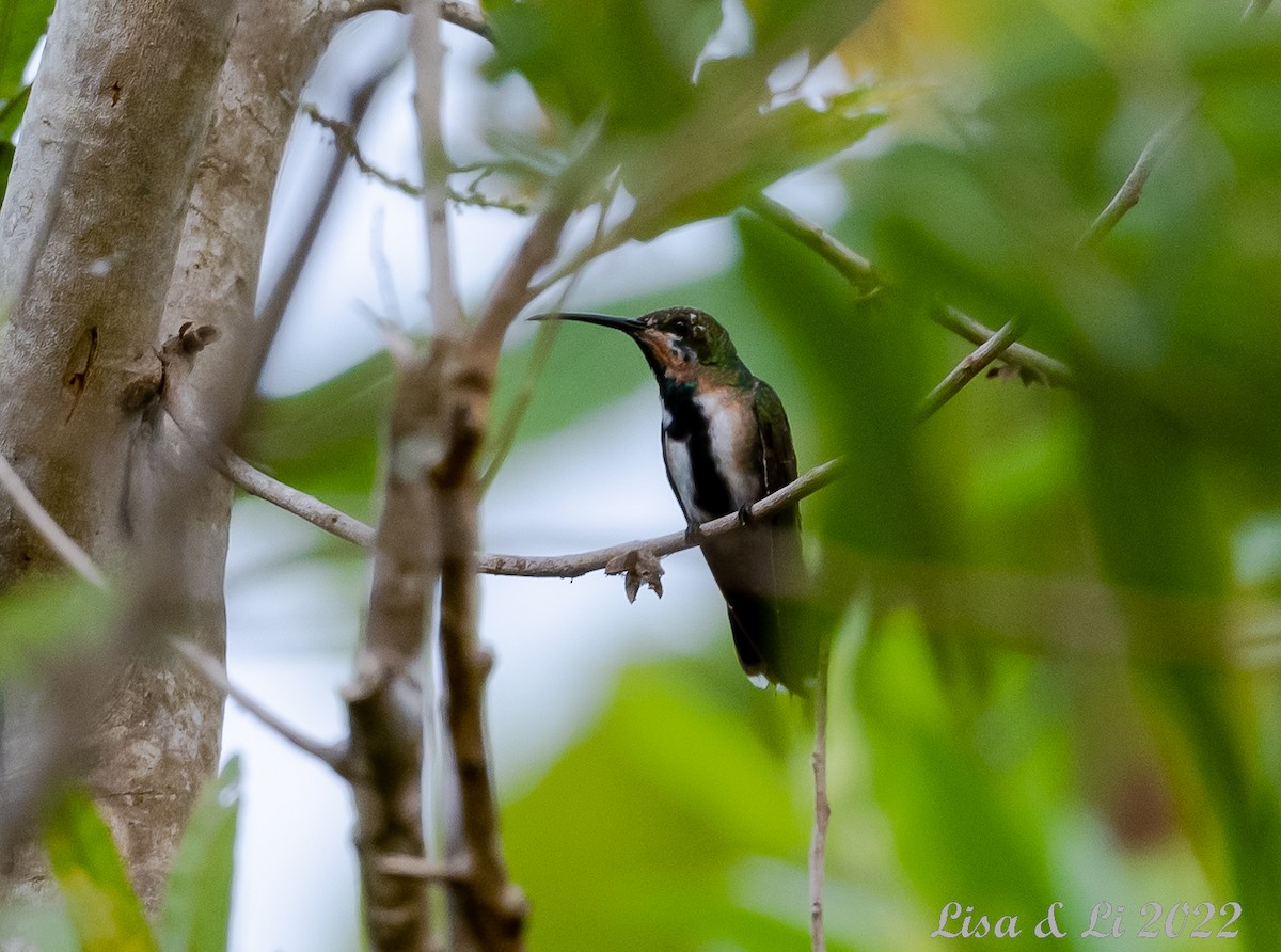 kolibřík zelenohrdlý - ML490364341