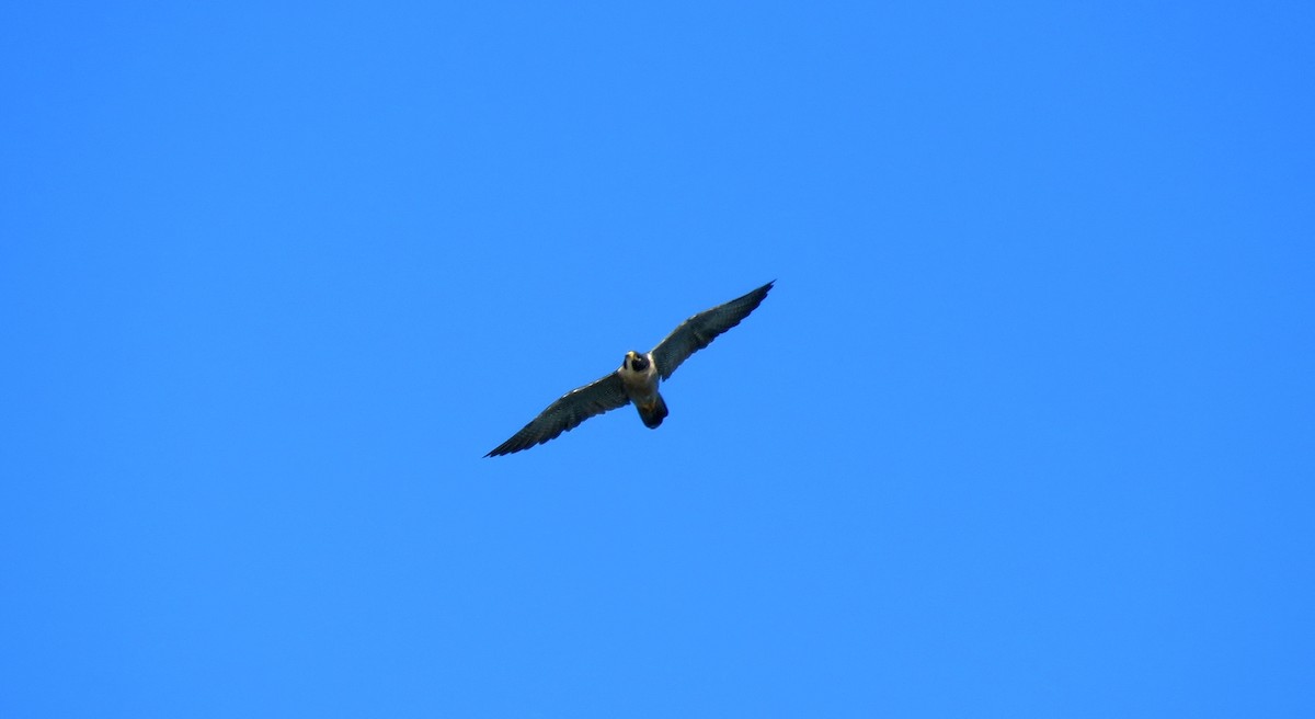 Peregrine Falcon - ML49036461