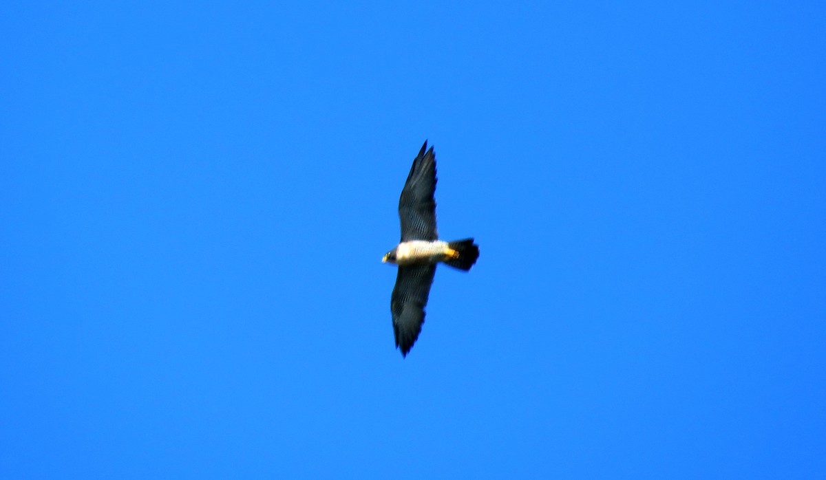 Peregrine Falcon - ML49036481