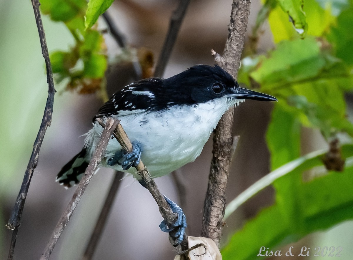 Black-and-white Antbird - ML490364831