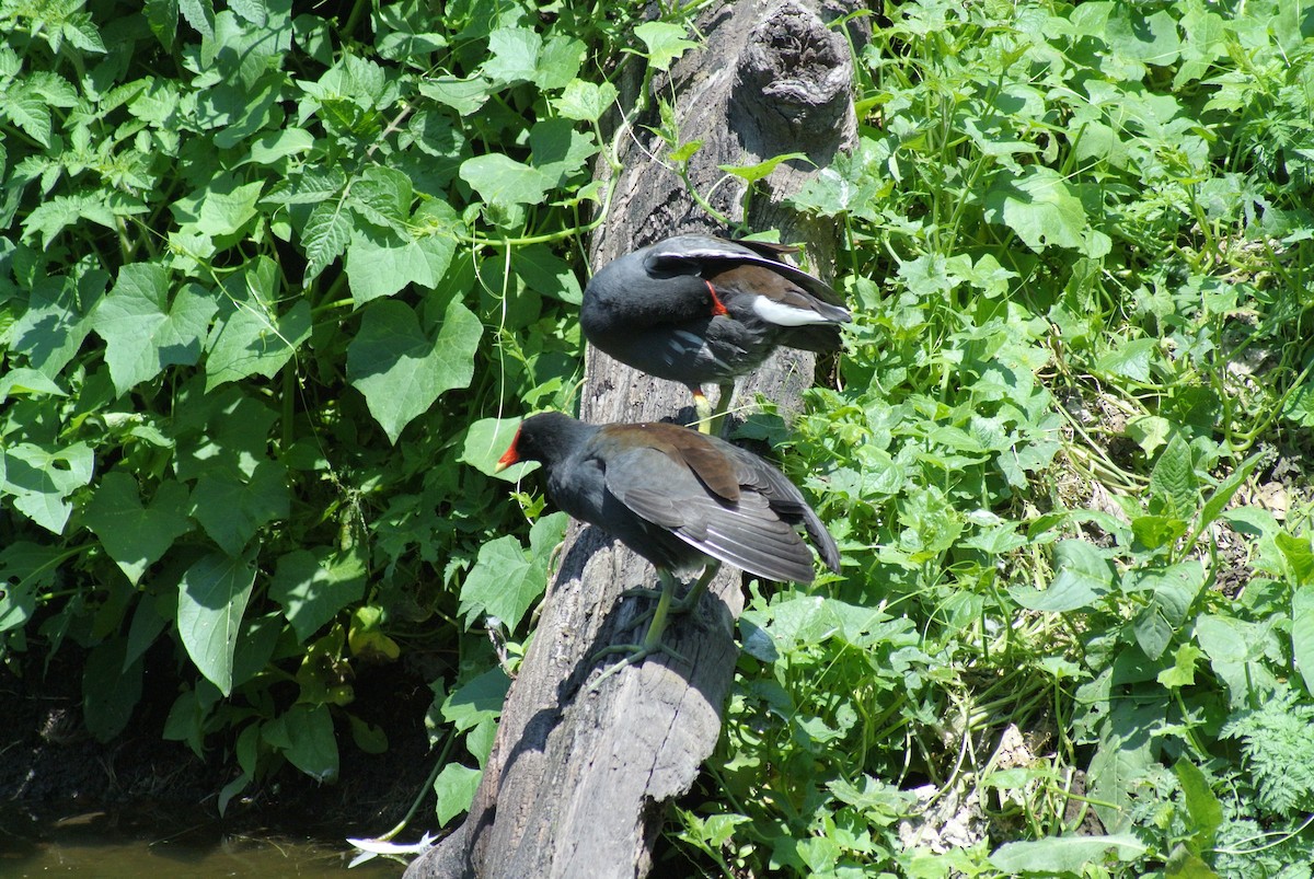 Gallinule d'Amérique - ML490365031