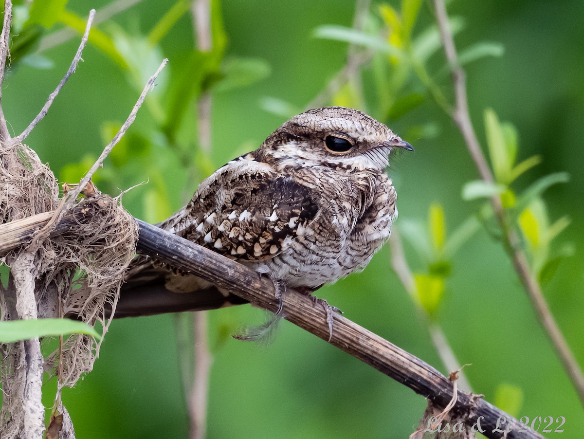 Ladder-tailed Nightjar - ML490365061