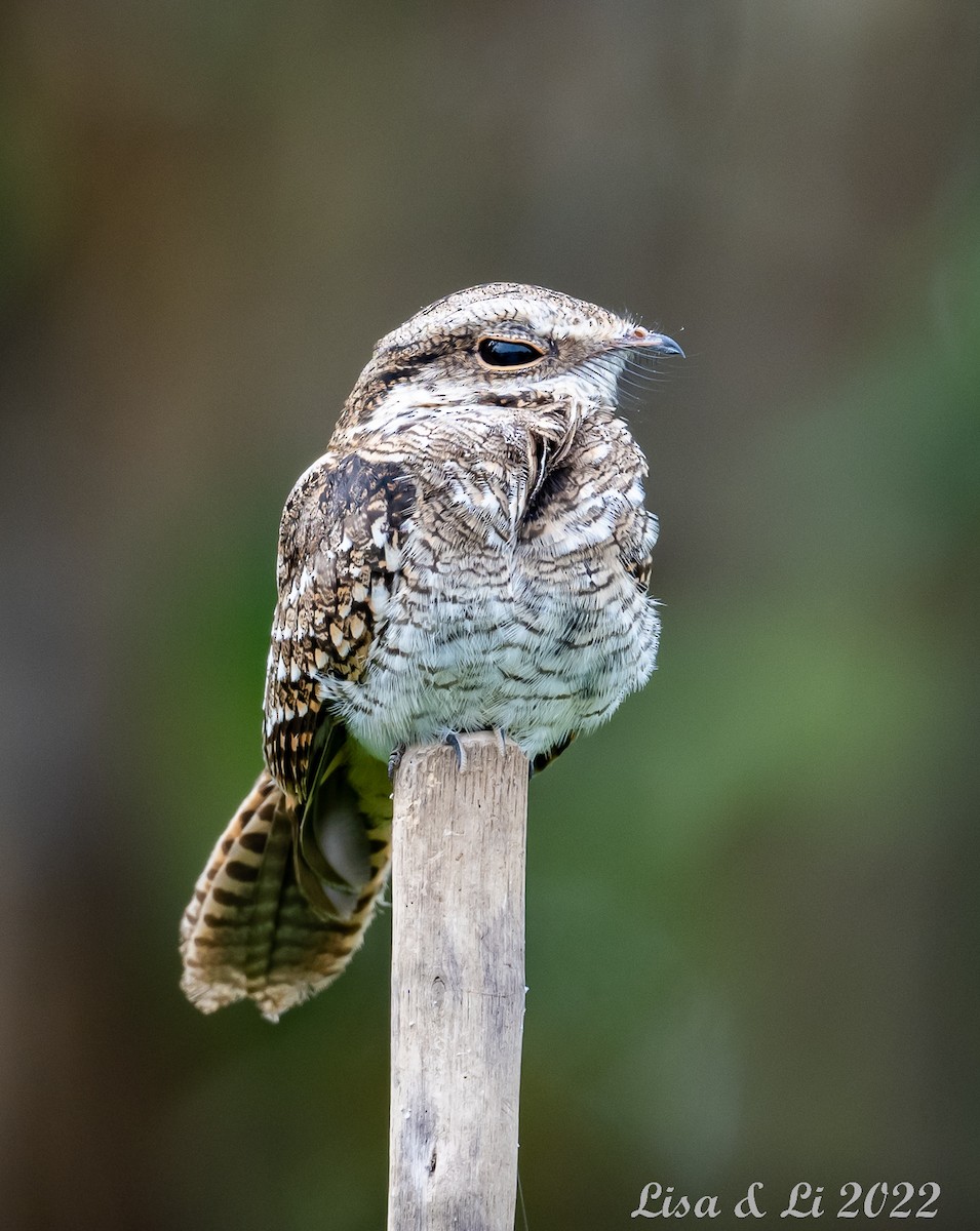 Ladder-tailed Nightjar - ML490365081