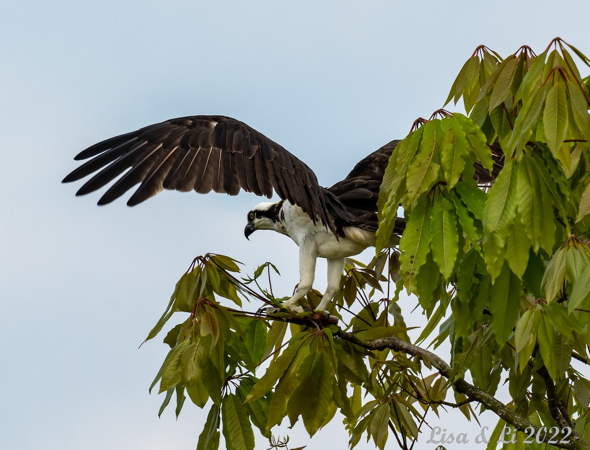 Osprey - ML490365191