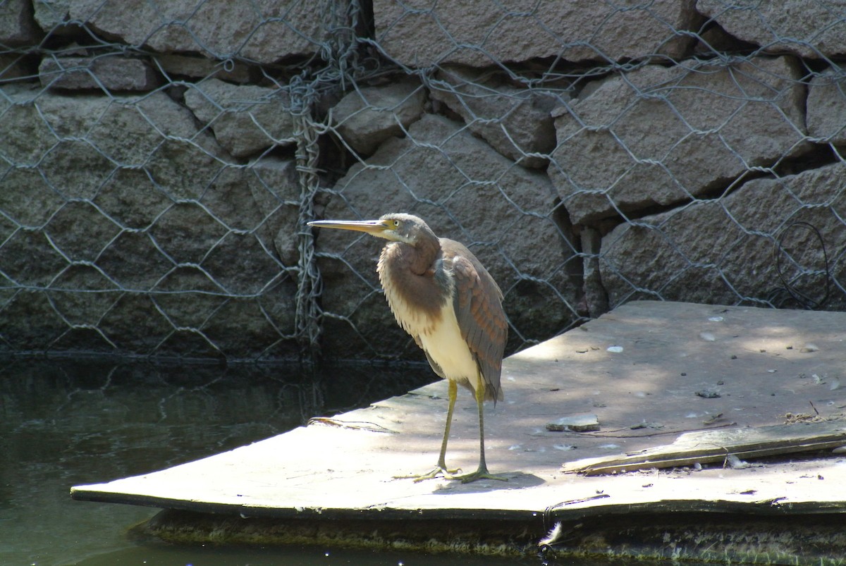 Tricolored Heron - Miguel Mota