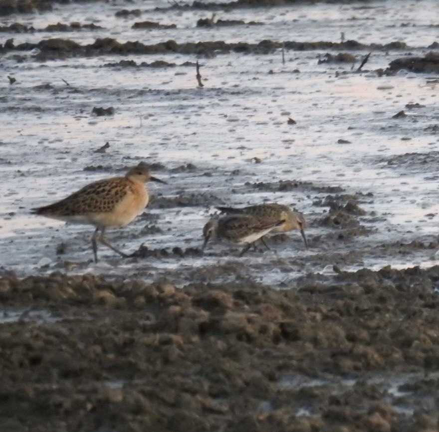 Curlew Sandpiper - ML490368901