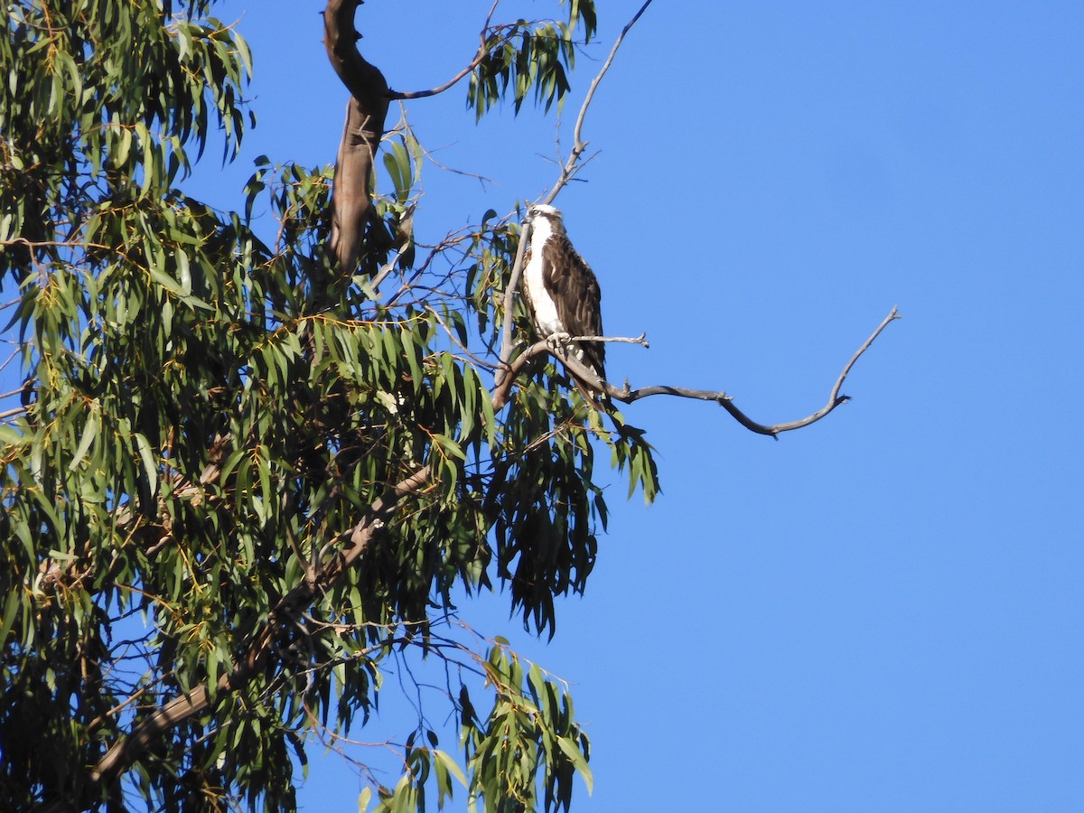 Osprey - ML490369521