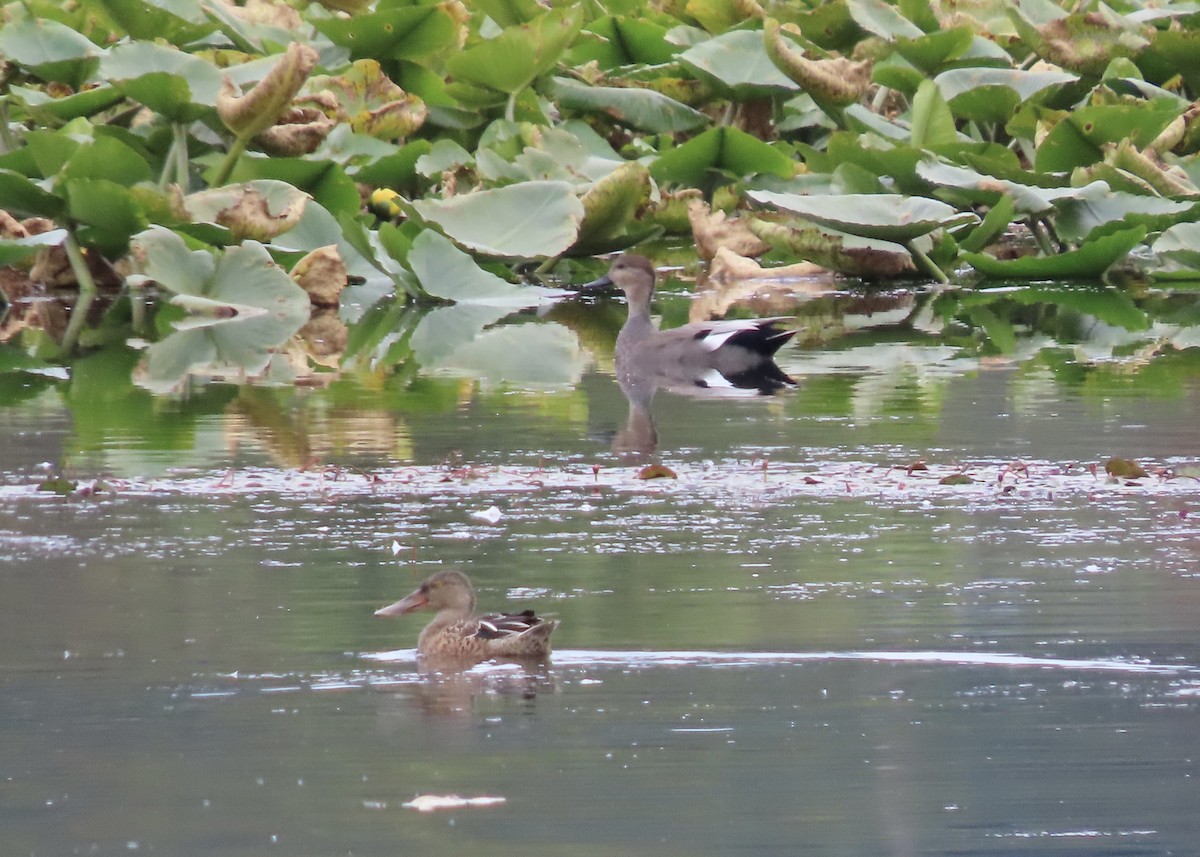 Northern Shoveler - ML490370271