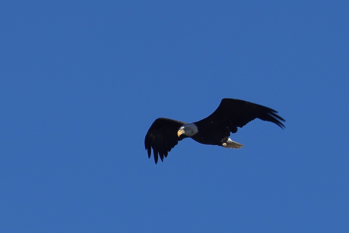 Bald Eagle - ML490371091