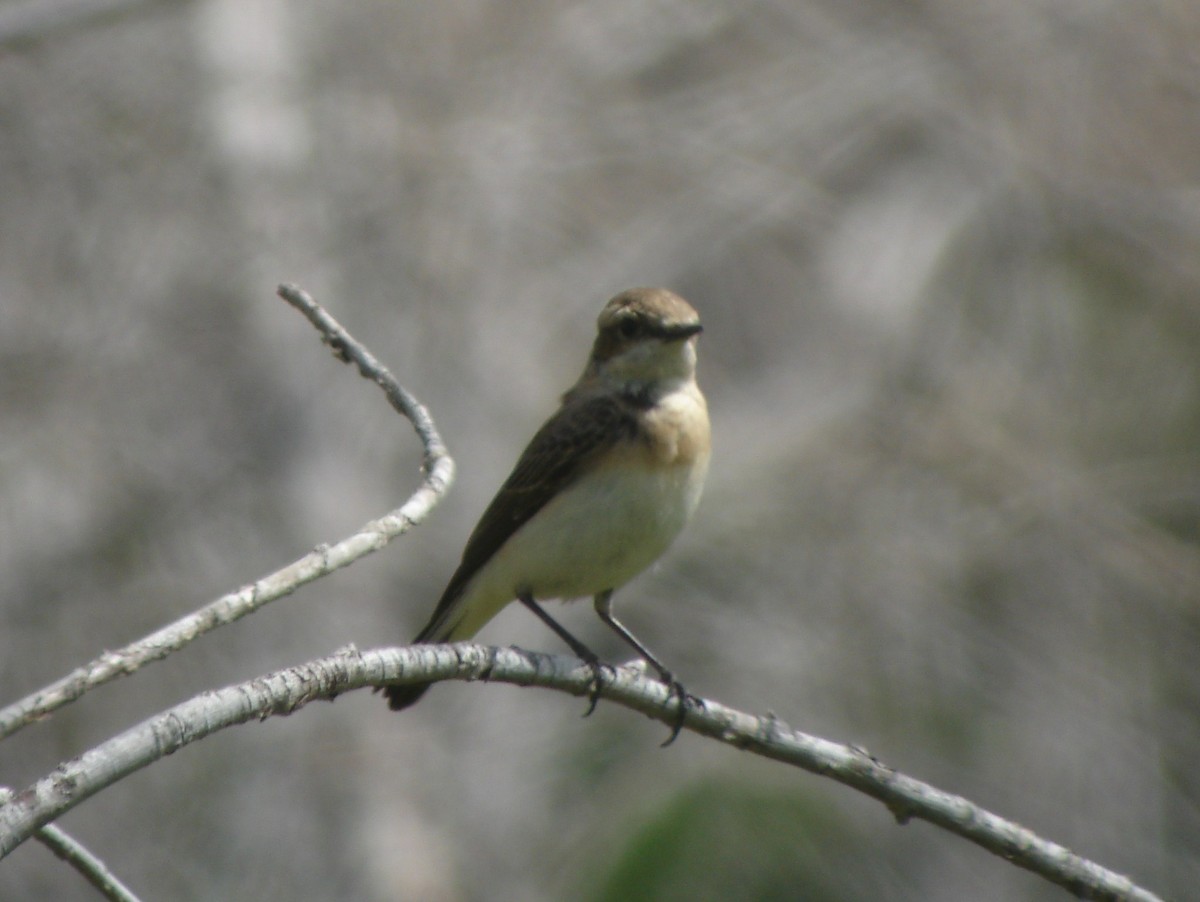 Eastern Black-eared Wheatear - Anonymous