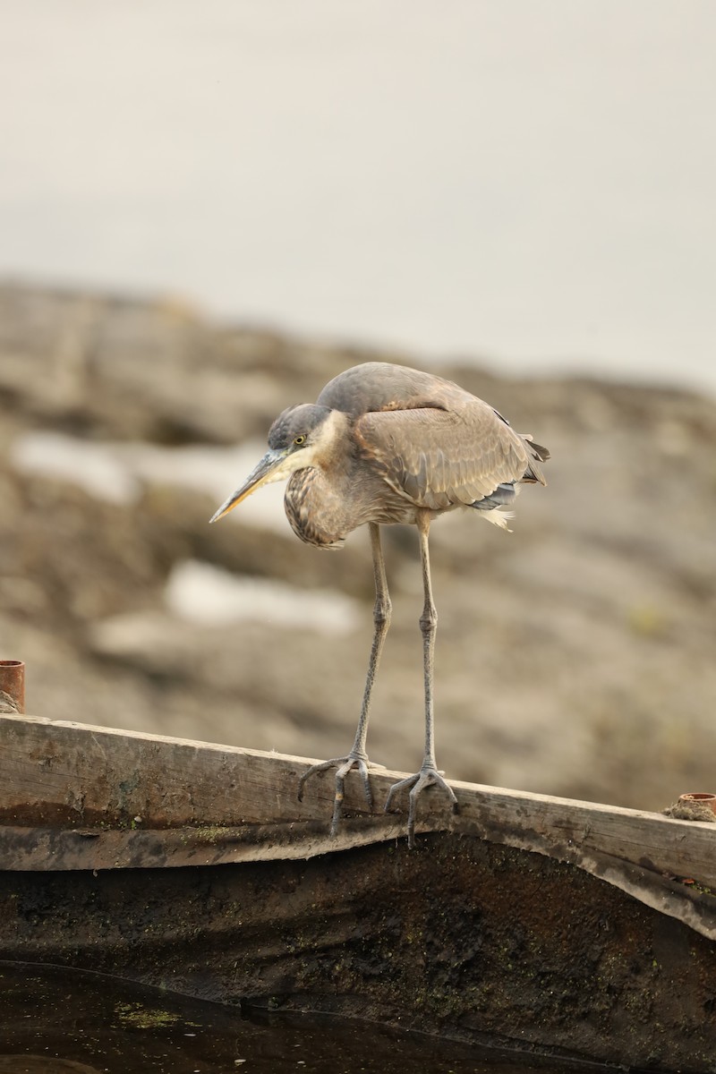 Great Blue Heron - ML490372521