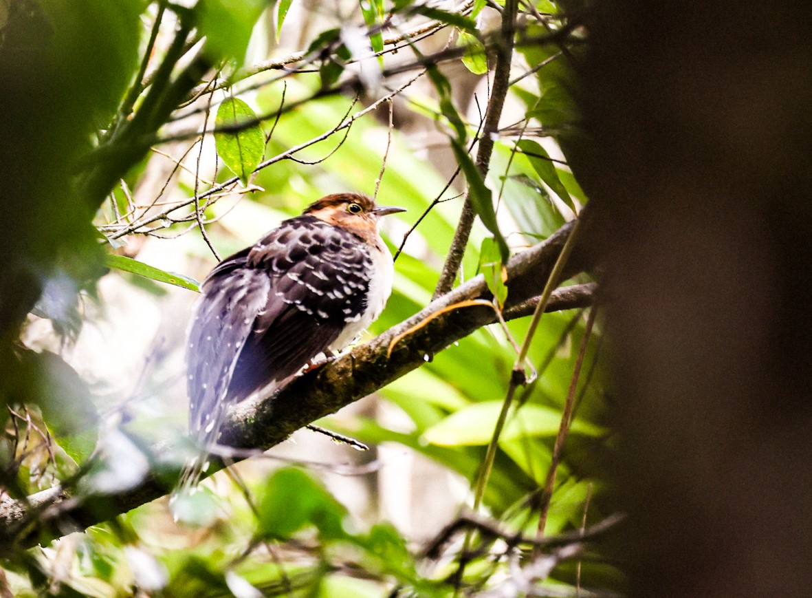 Pavonine Cuckoo - ML490373171