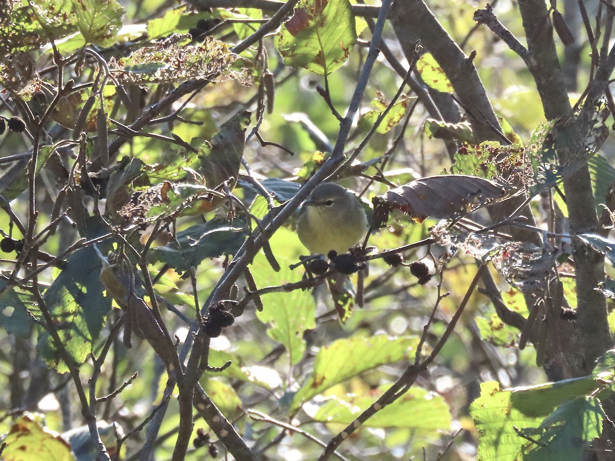 Orange-crowned Warbler - ML490374401