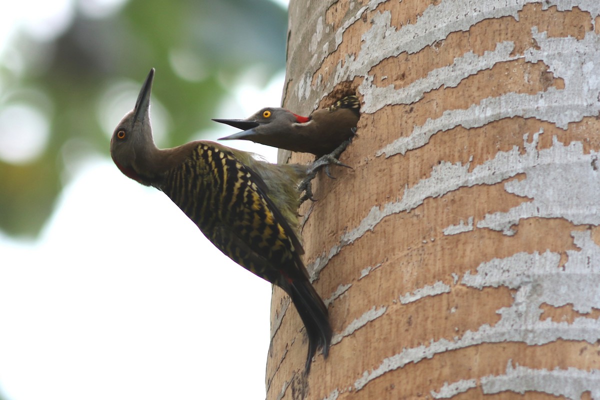 Hispaniolan Woodpecker - John C Sullivan