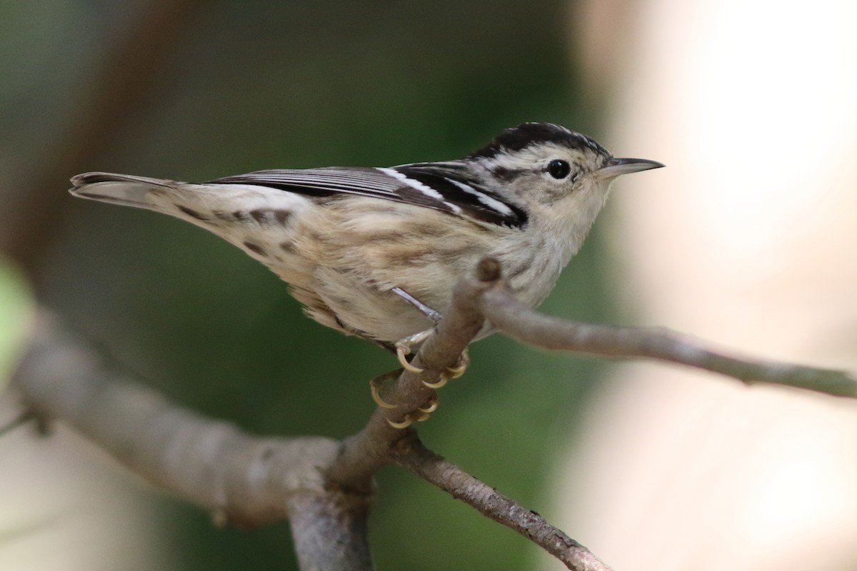 Black-and-white Warbler - ML49037801