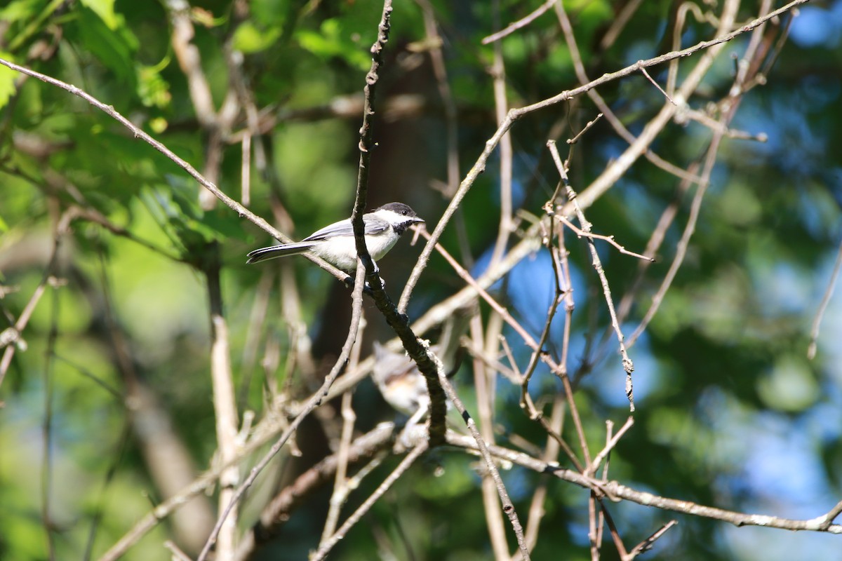 Black-capped Chickadee - ML490378341