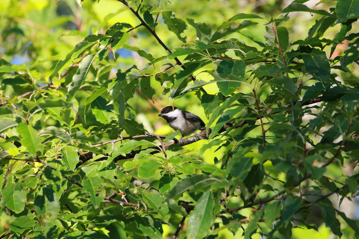 Black-capped Chickadee - ML490378441