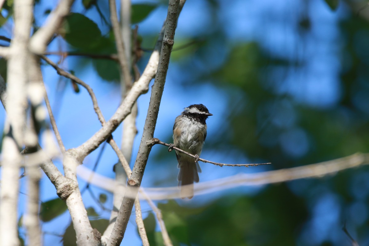 Black-capped Chickadee - ML490378941