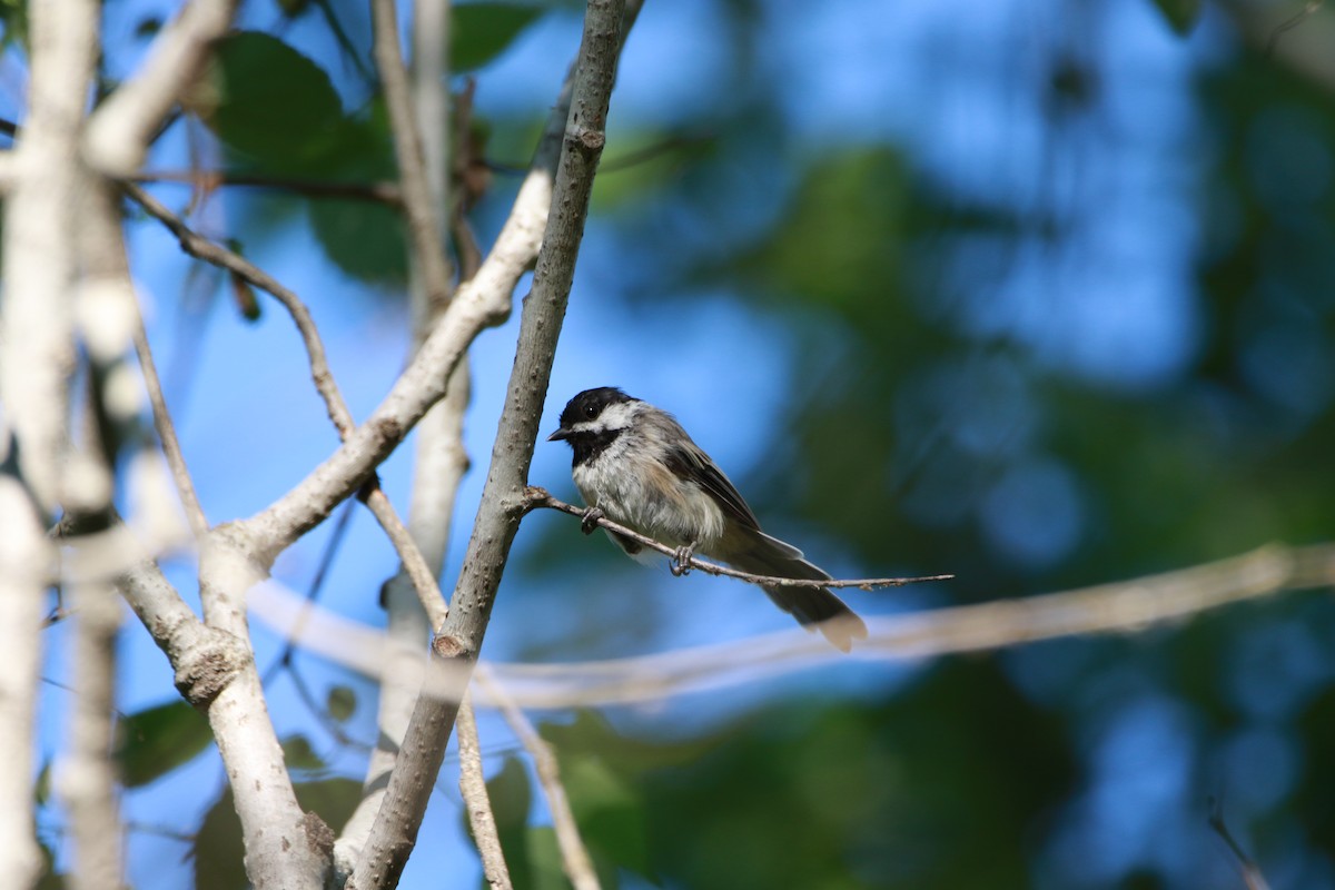 Black-capped Chickadee - ML490378951