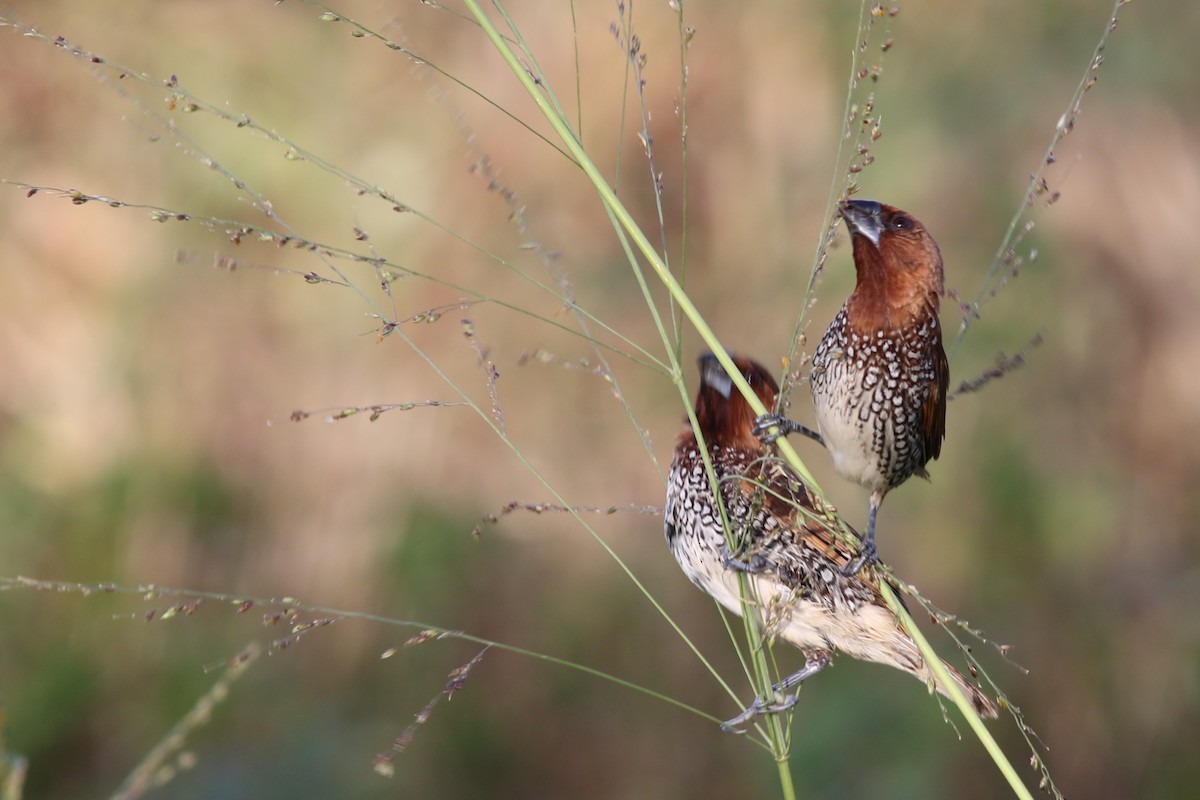 Scaly-breasted Munia - ML49038201