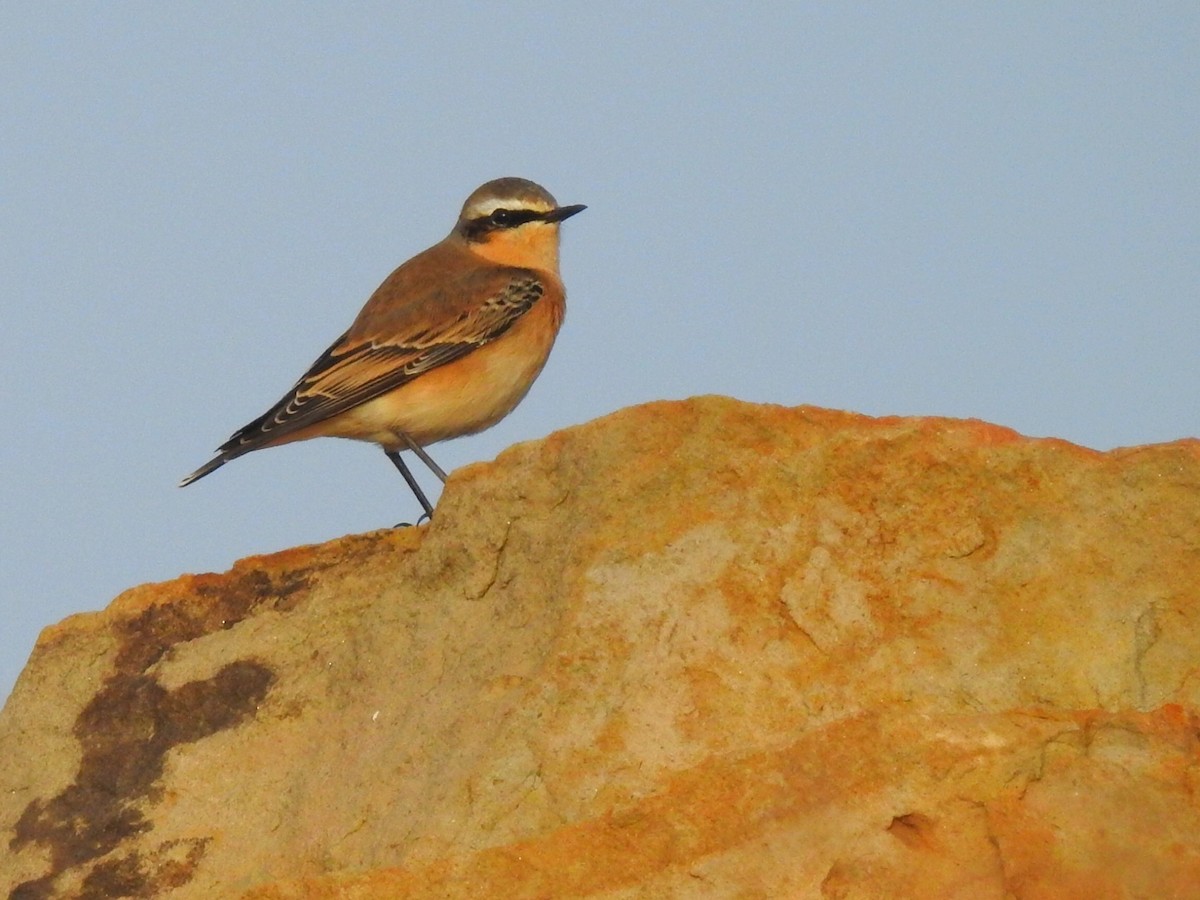 Northern Wheatear - Antonio Jesús Sepúlveda