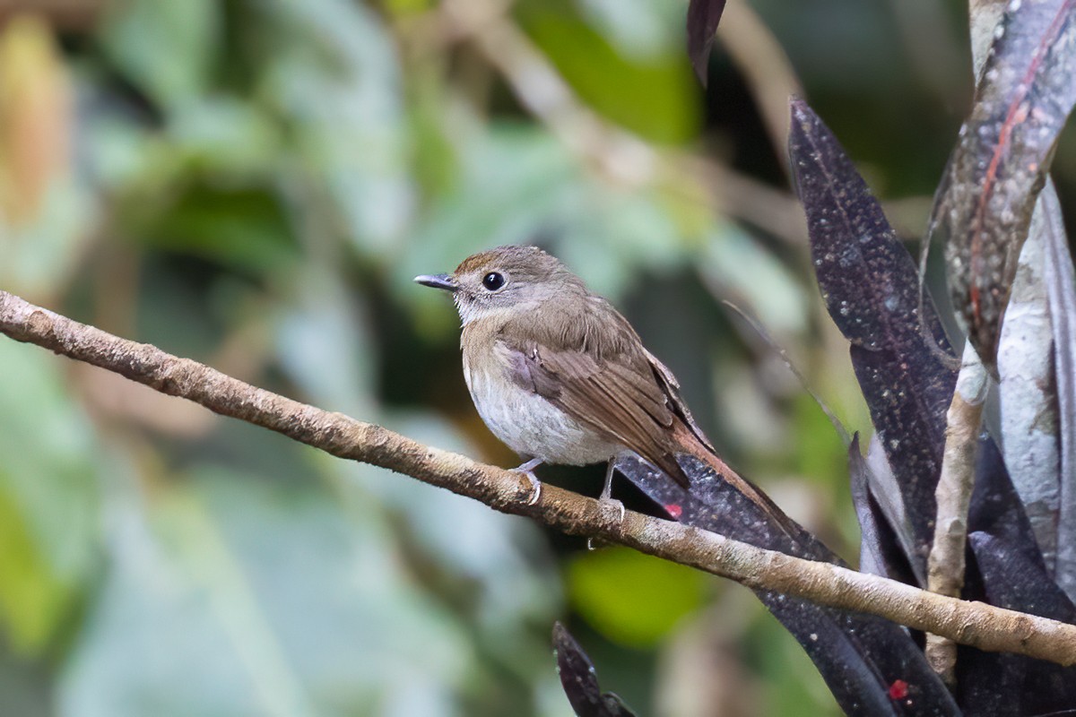 Fulvous-chested Jungle Flycatcher - Michael Henry