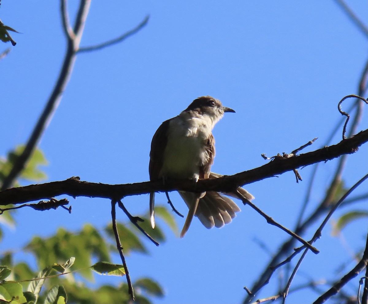 Black-billed Cuckoo - ML490383781