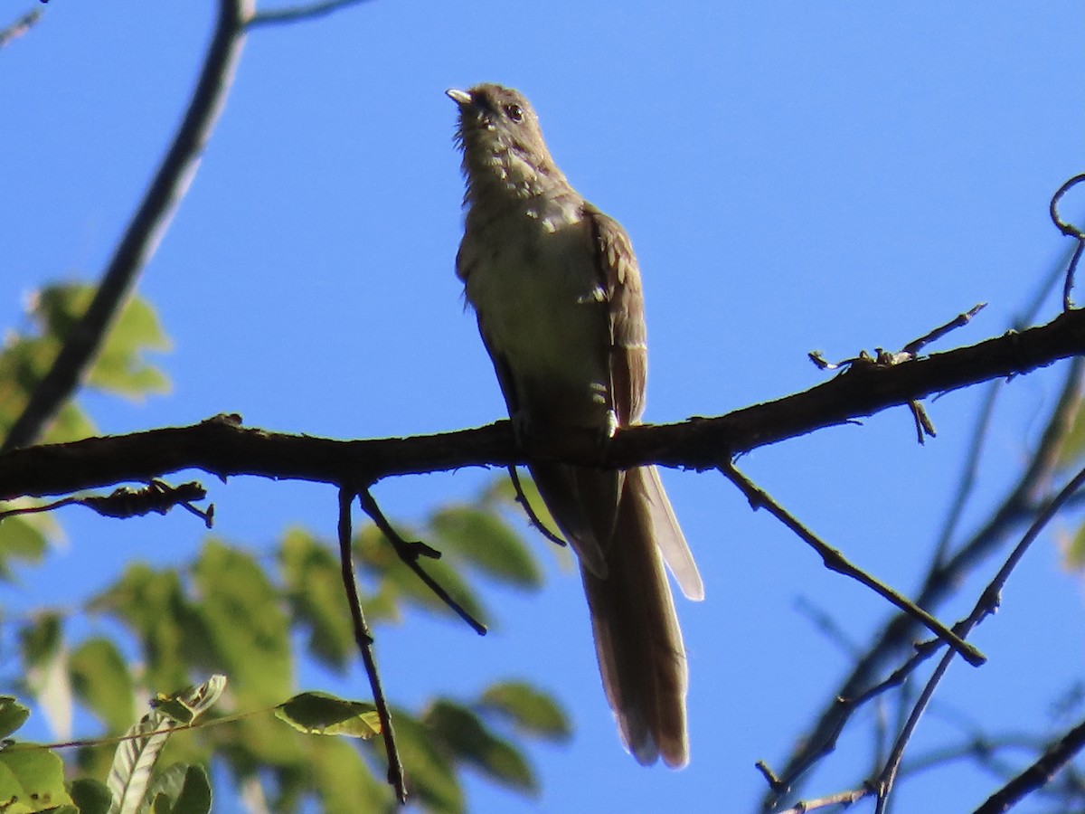 Black-billed Cuckoo - ML490383791
