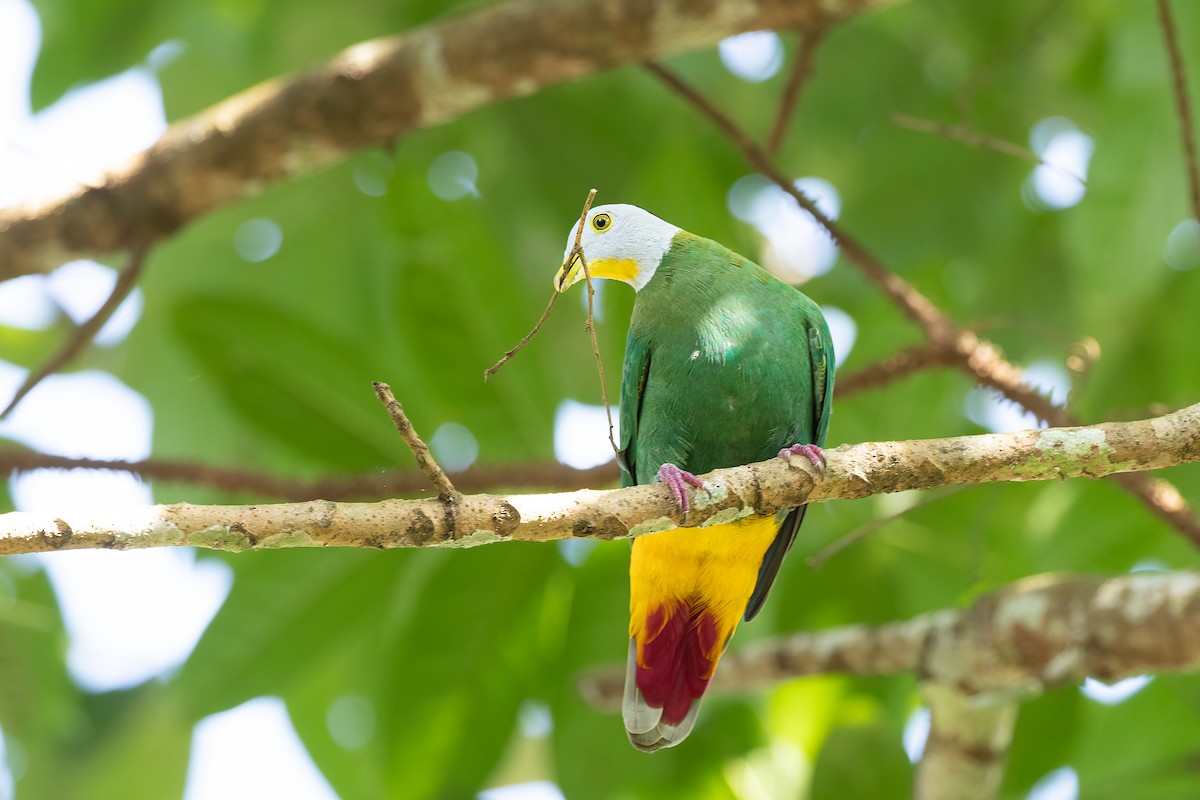 Black-naped Fruit-Dove - Michael Henry