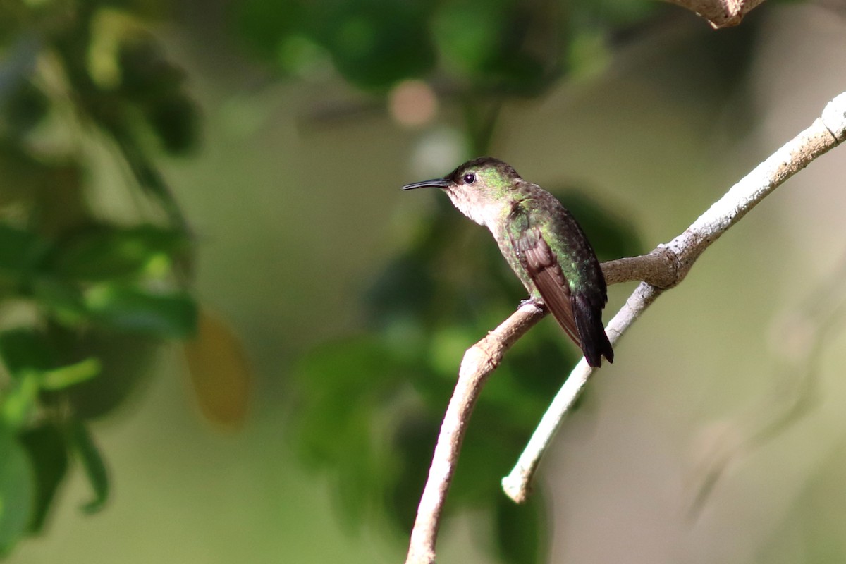 Vervain Hummingbird - ML49038501