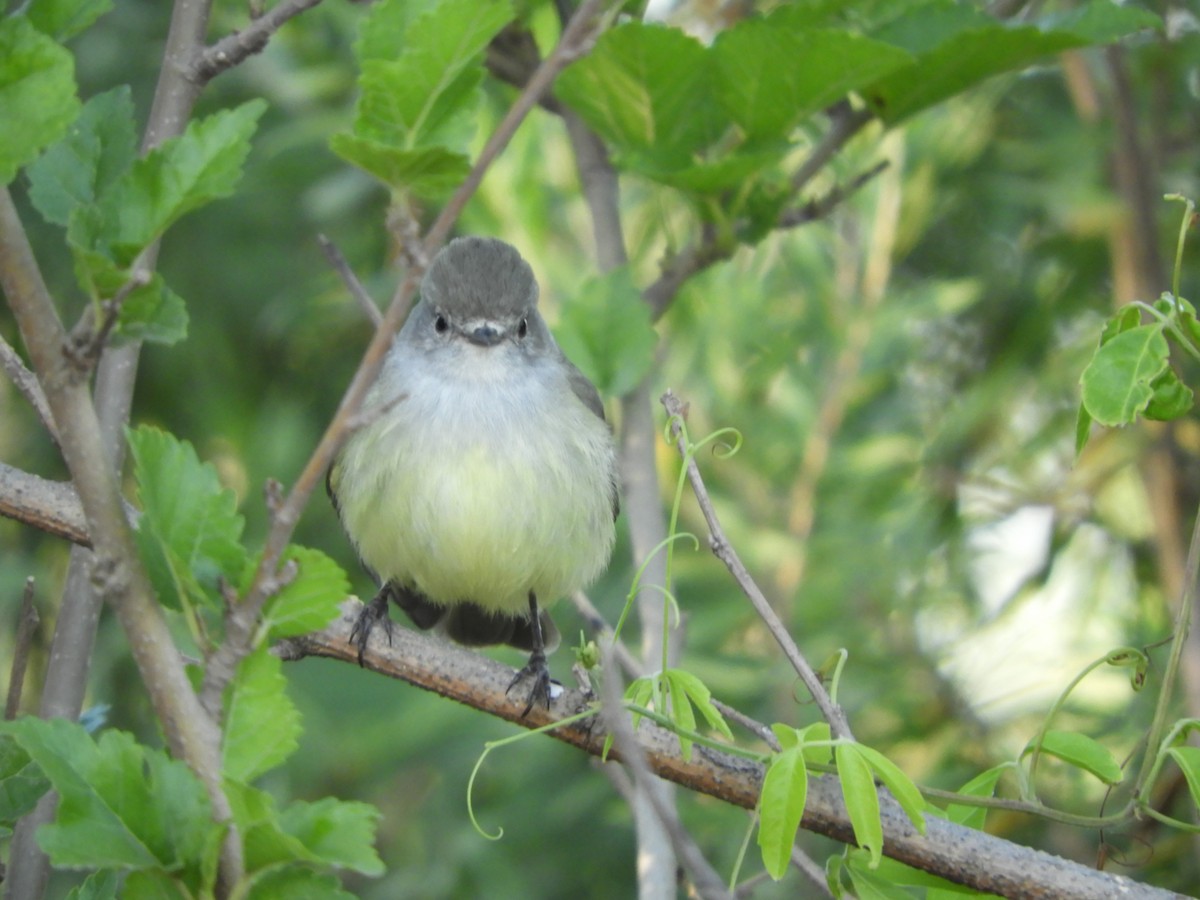 Straneck's Tyrannulet - ML490385381