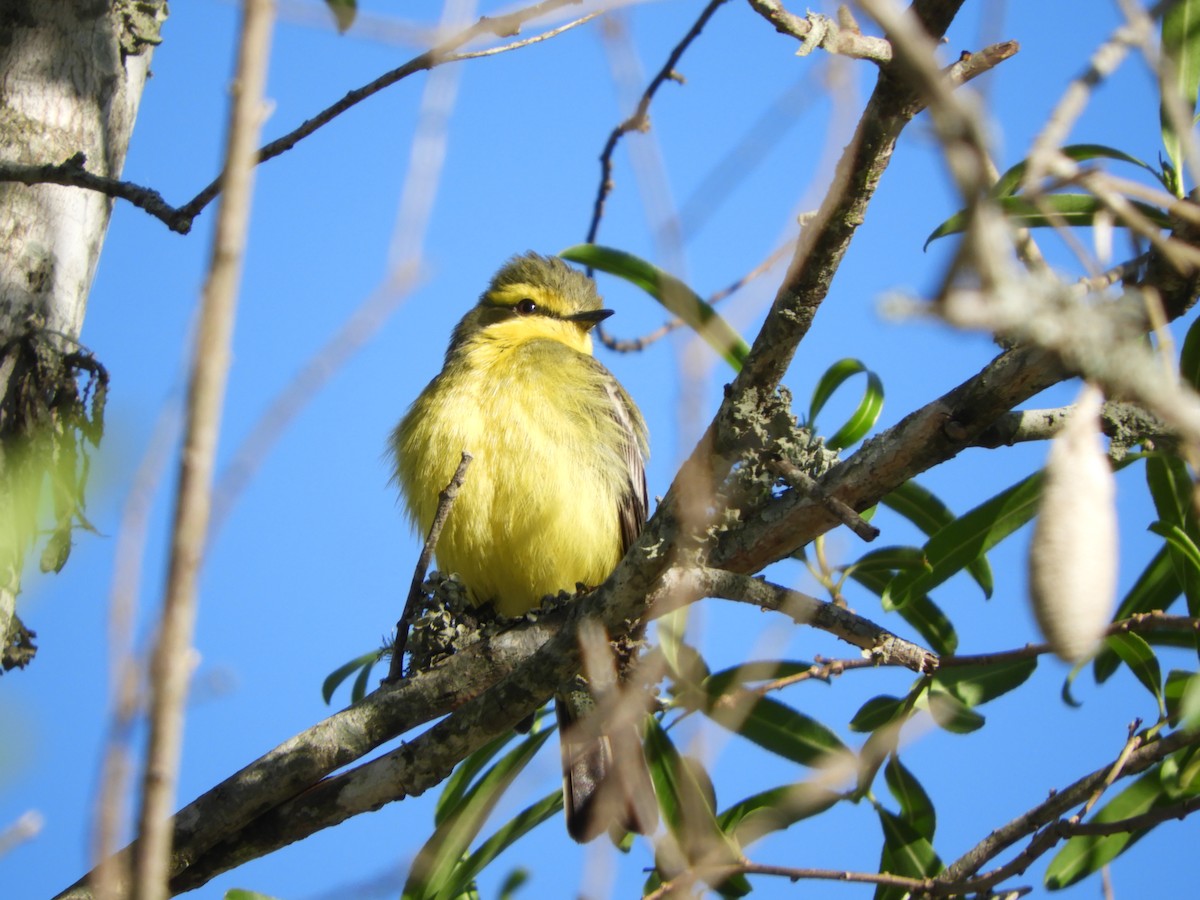 Moucherolle à sourcils jaunes - ML490385531