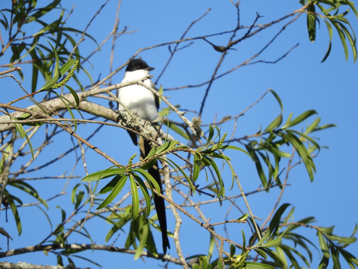 Fork-tailed Flycatcher - Silvia Enggist