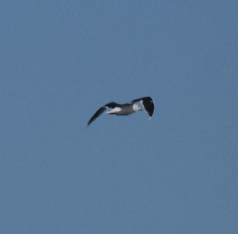 Great Black-backed Gull - ML490385871