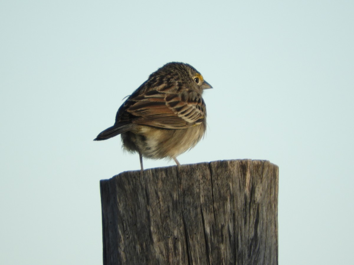 Grassland Sparrow - Silvia Enggist