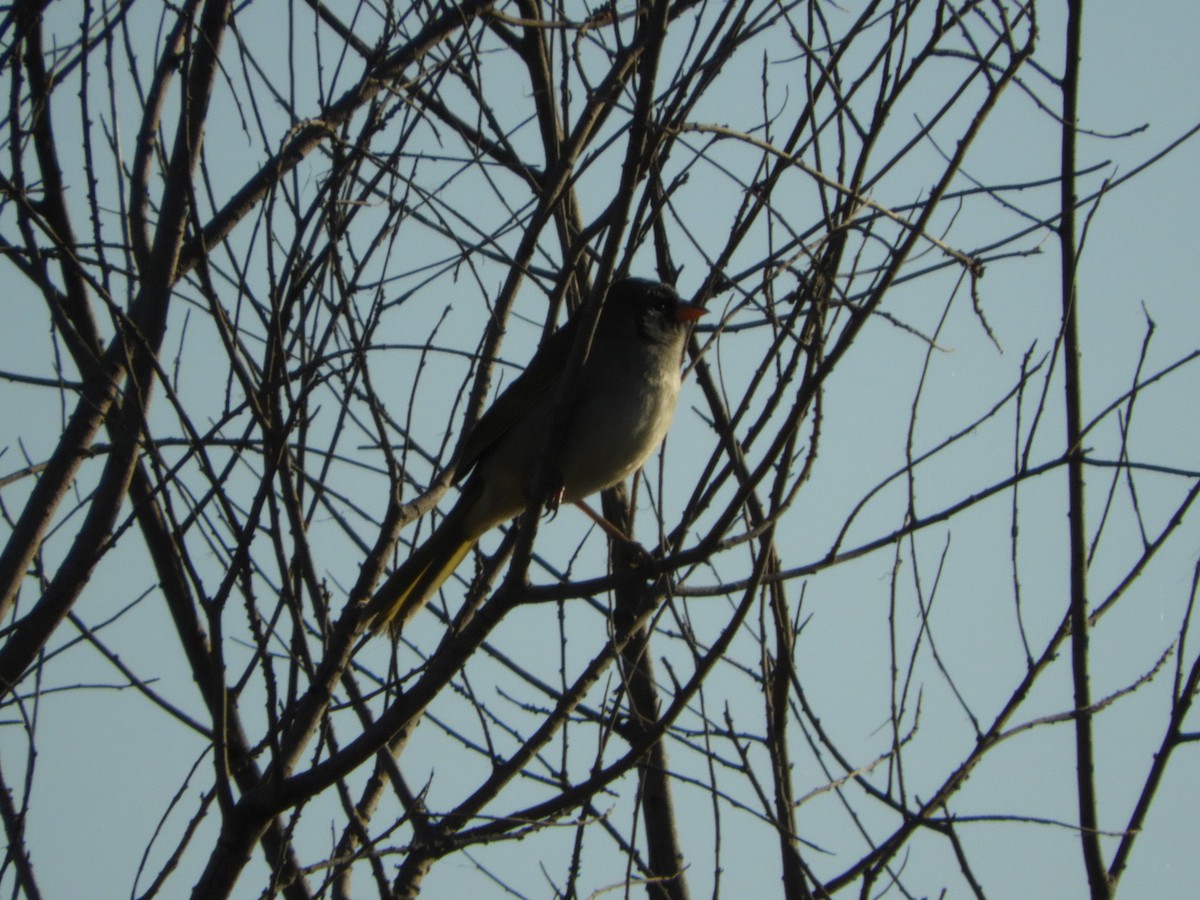 Great Pampa-Finch - ML490388201