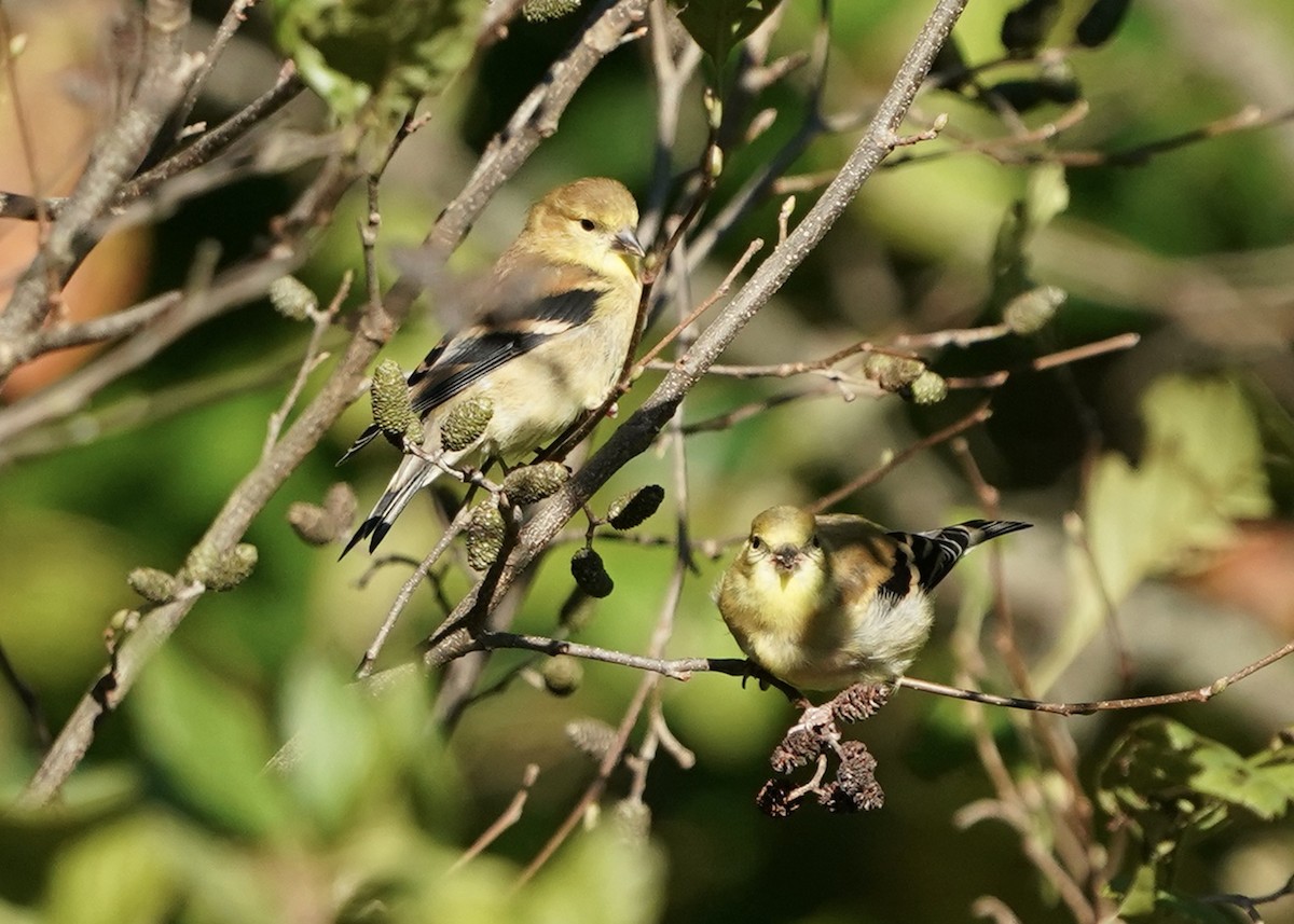 American Goldfinch - ML490388371
