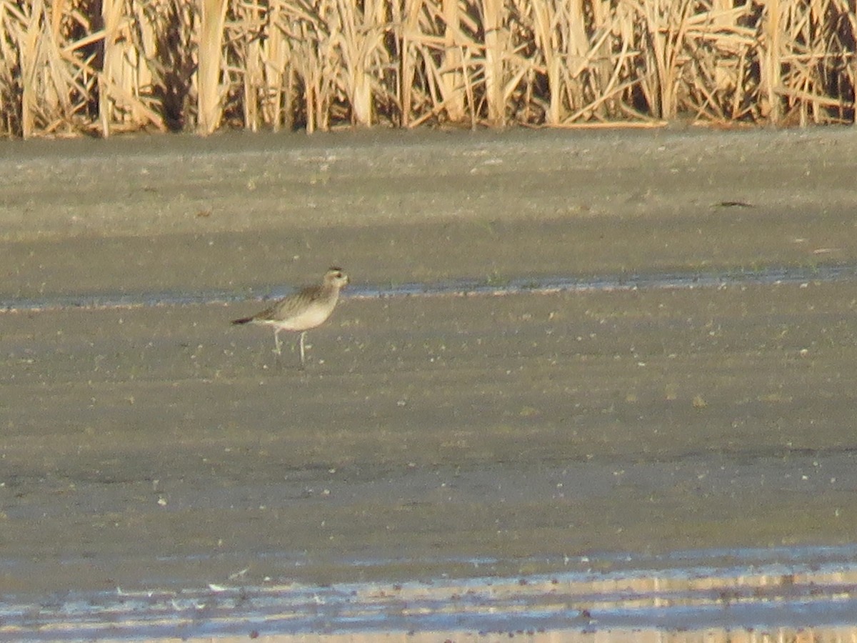 American Golden-Plover - ML490389431