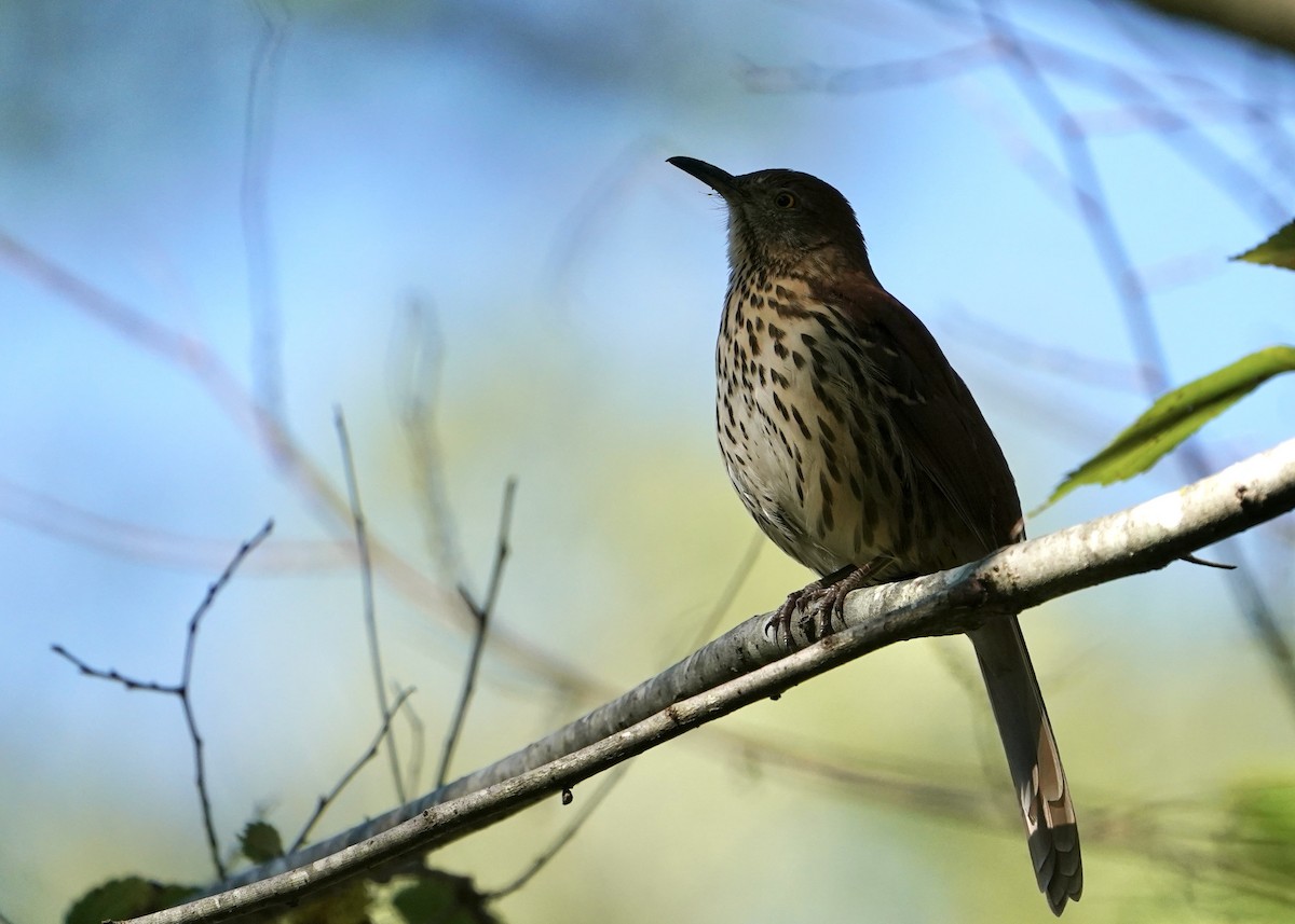 Brown Thrasher - ML490389661