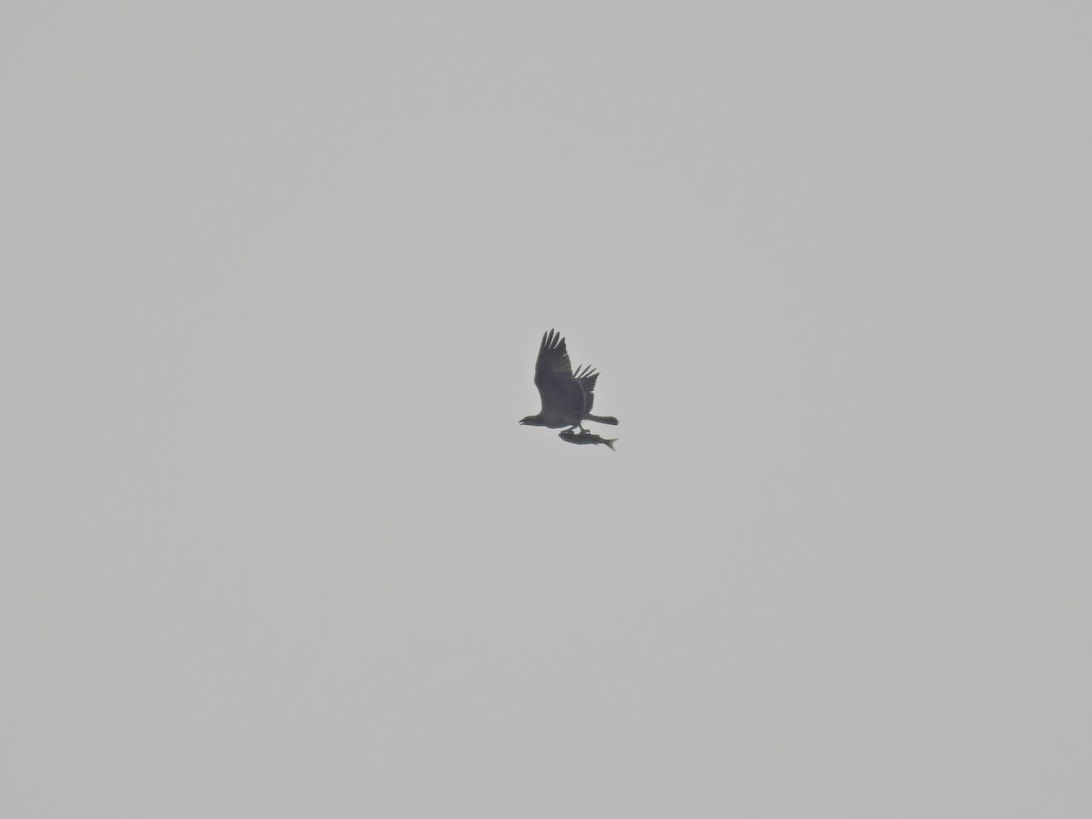 Águila Pescadora - ML490389701