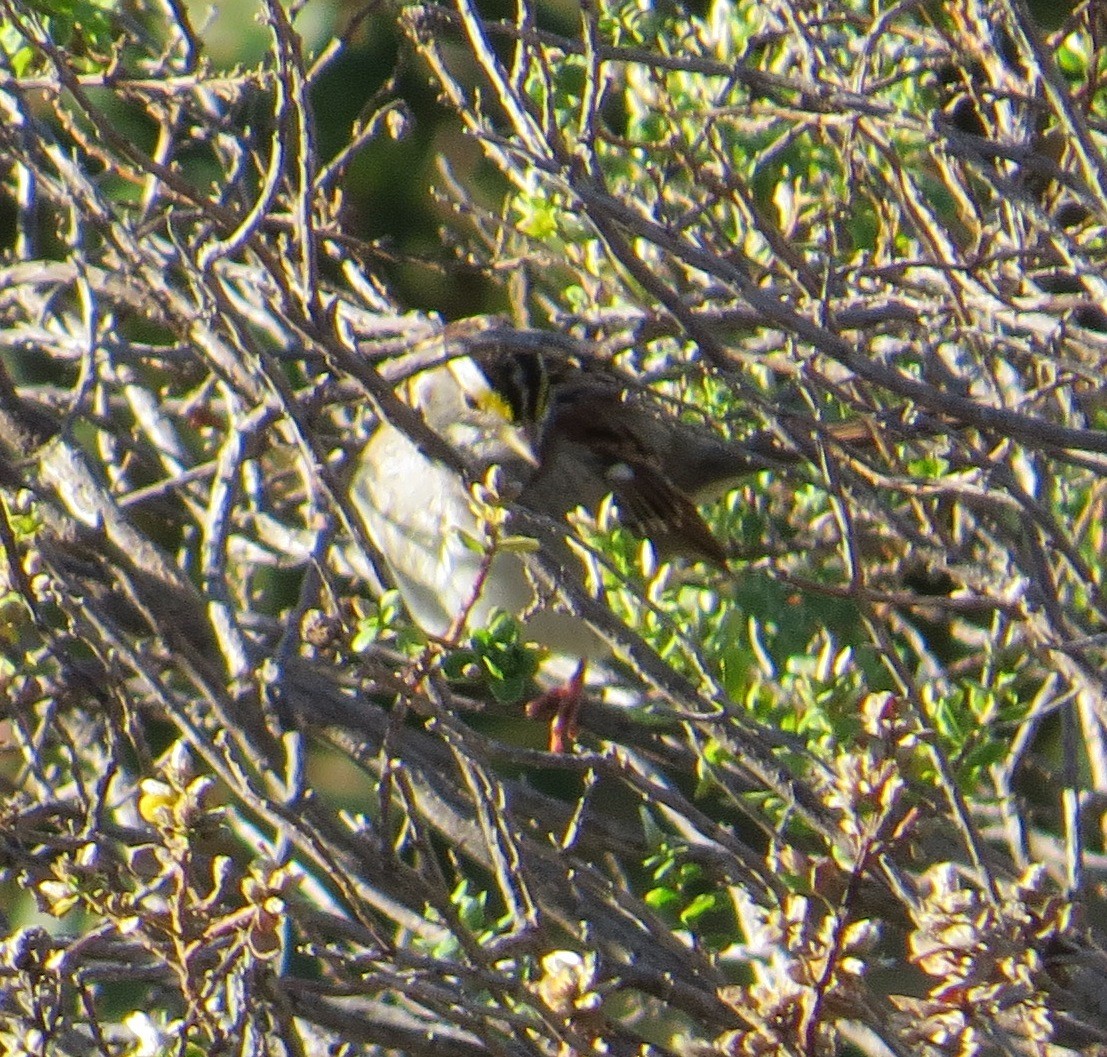 White-throated Sparrow - ML490389821