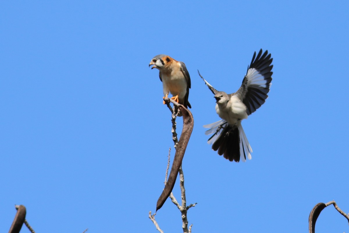 Northern Mockingbird - ML49039041