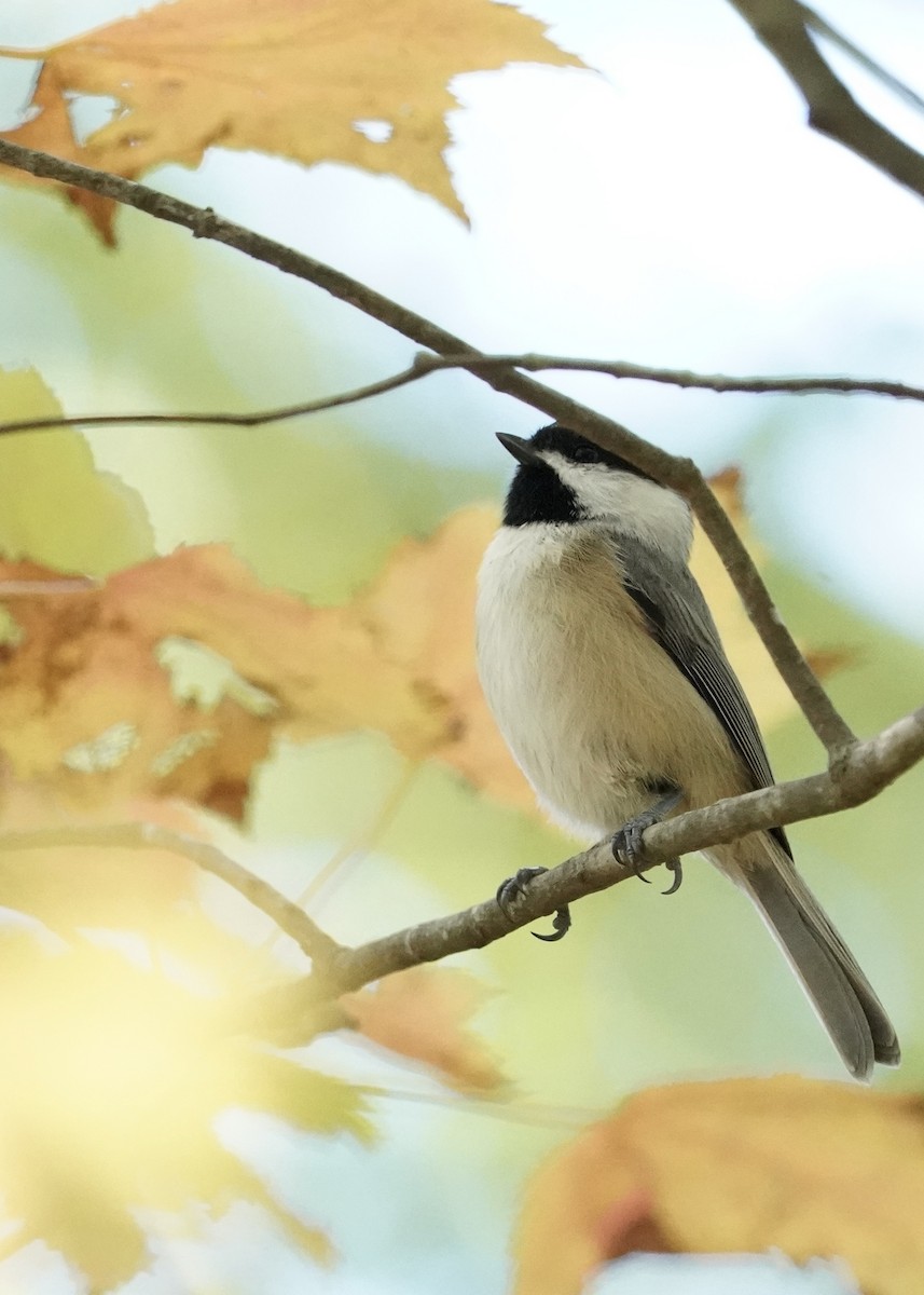 sýkora karolínská - ML490390521