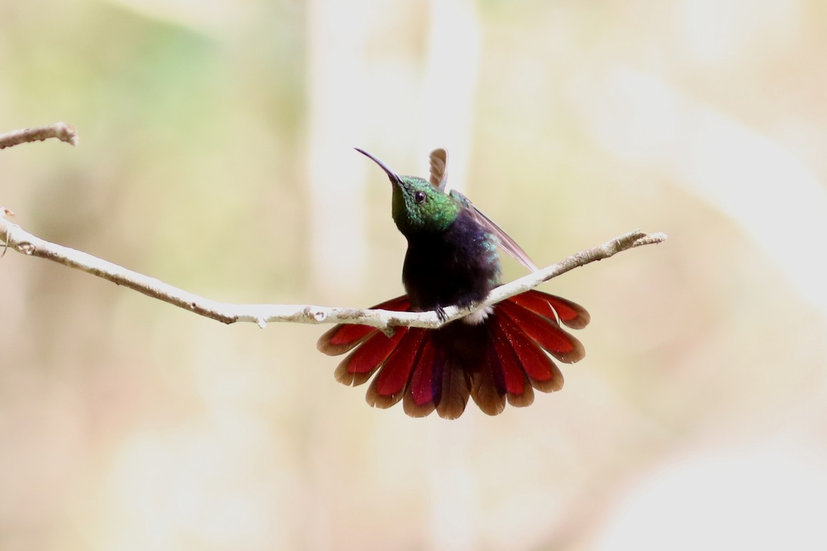kolibřík hispaniolský - ML49039151