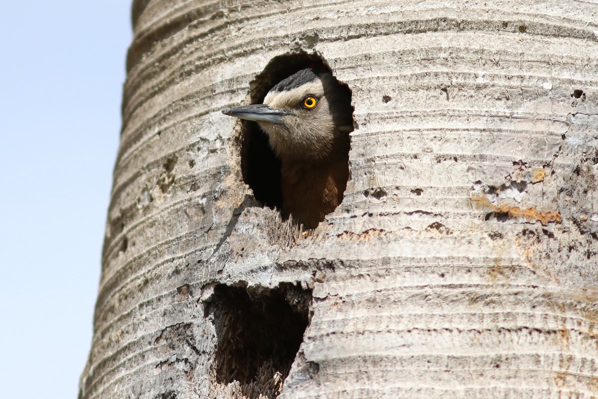 Hispaniolan Woodpecker - John C Sullivan