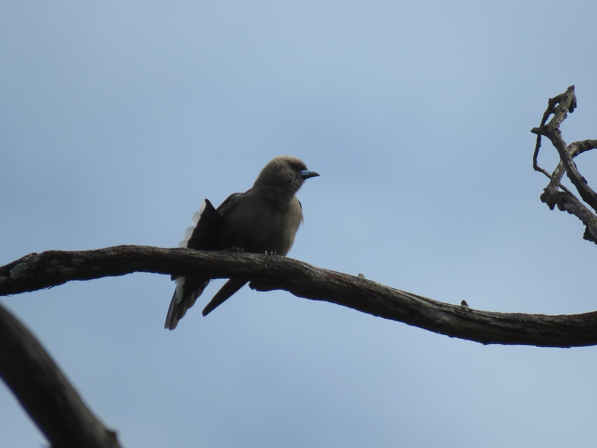 Dusky Woodswallow - Stuart Ling