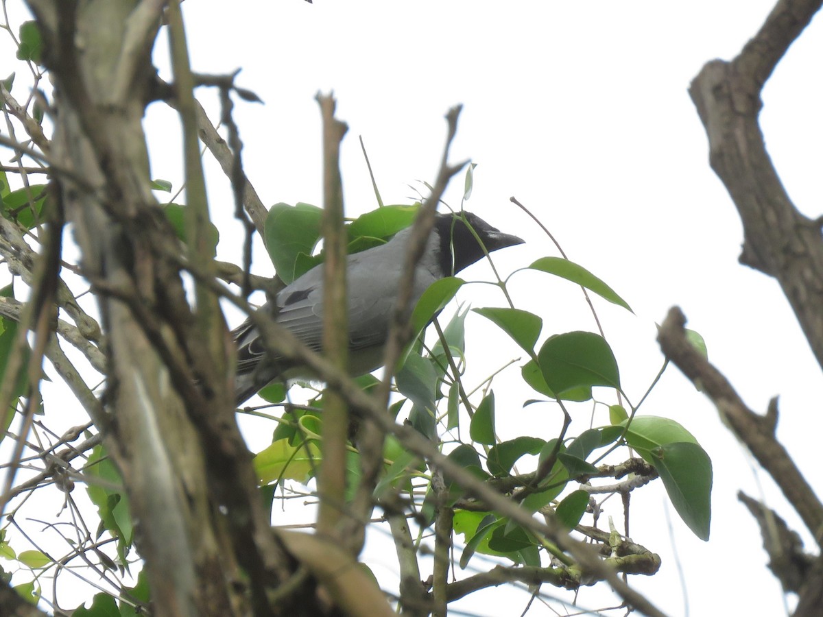 Black-faced Cuckooshrike - ML490392941