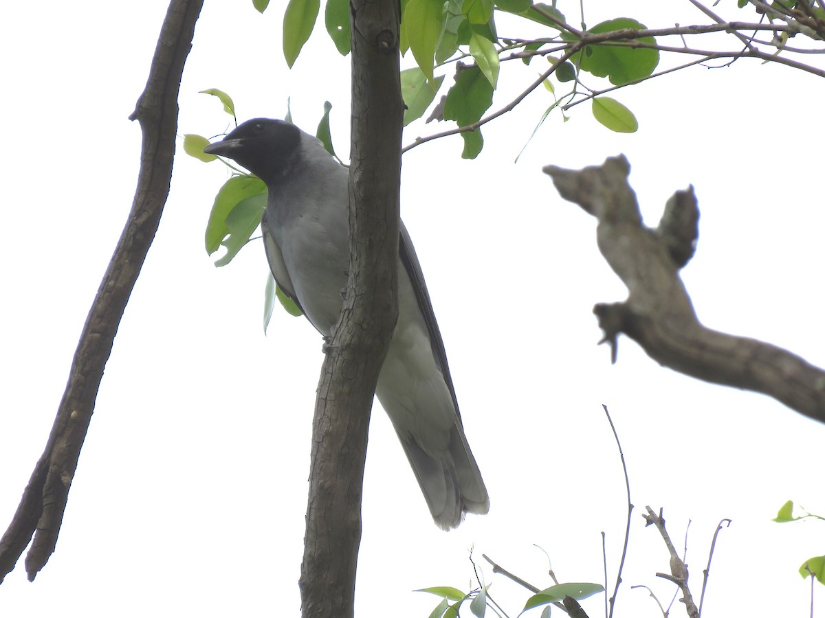 Black-faced Cuckooshrike - ML490392951